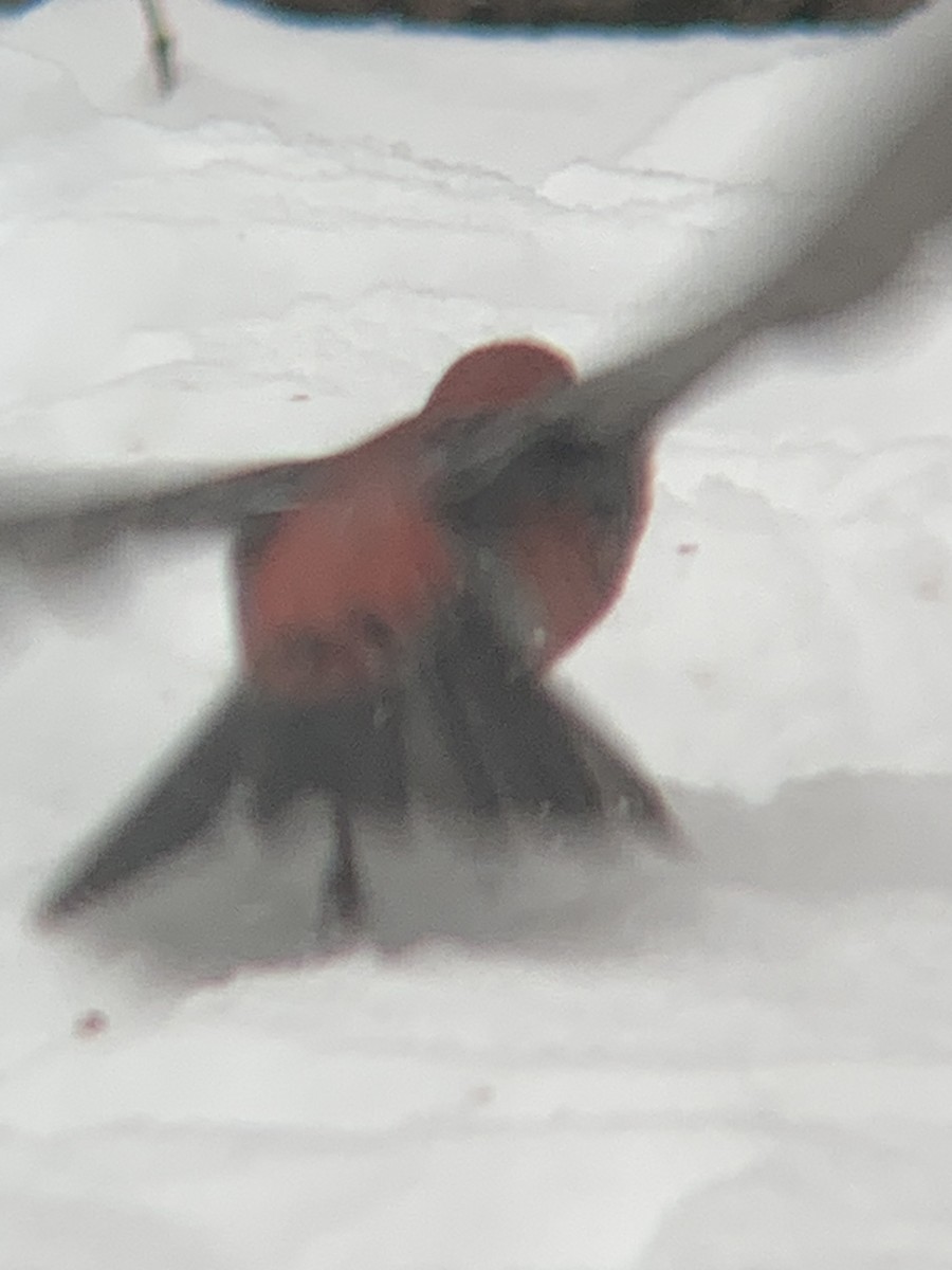 Pine Grosbeak - ML646300235