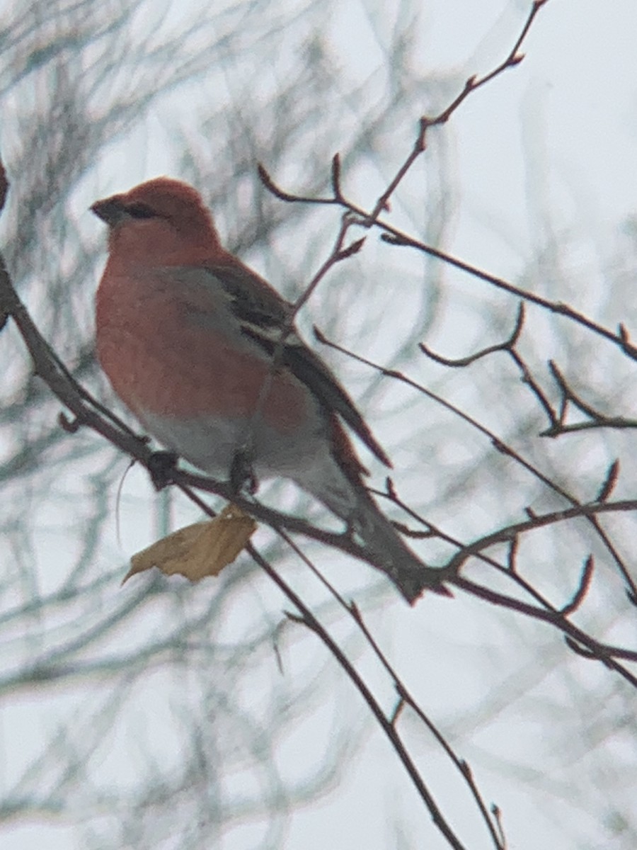 Pine Grosbeak - ML646300236