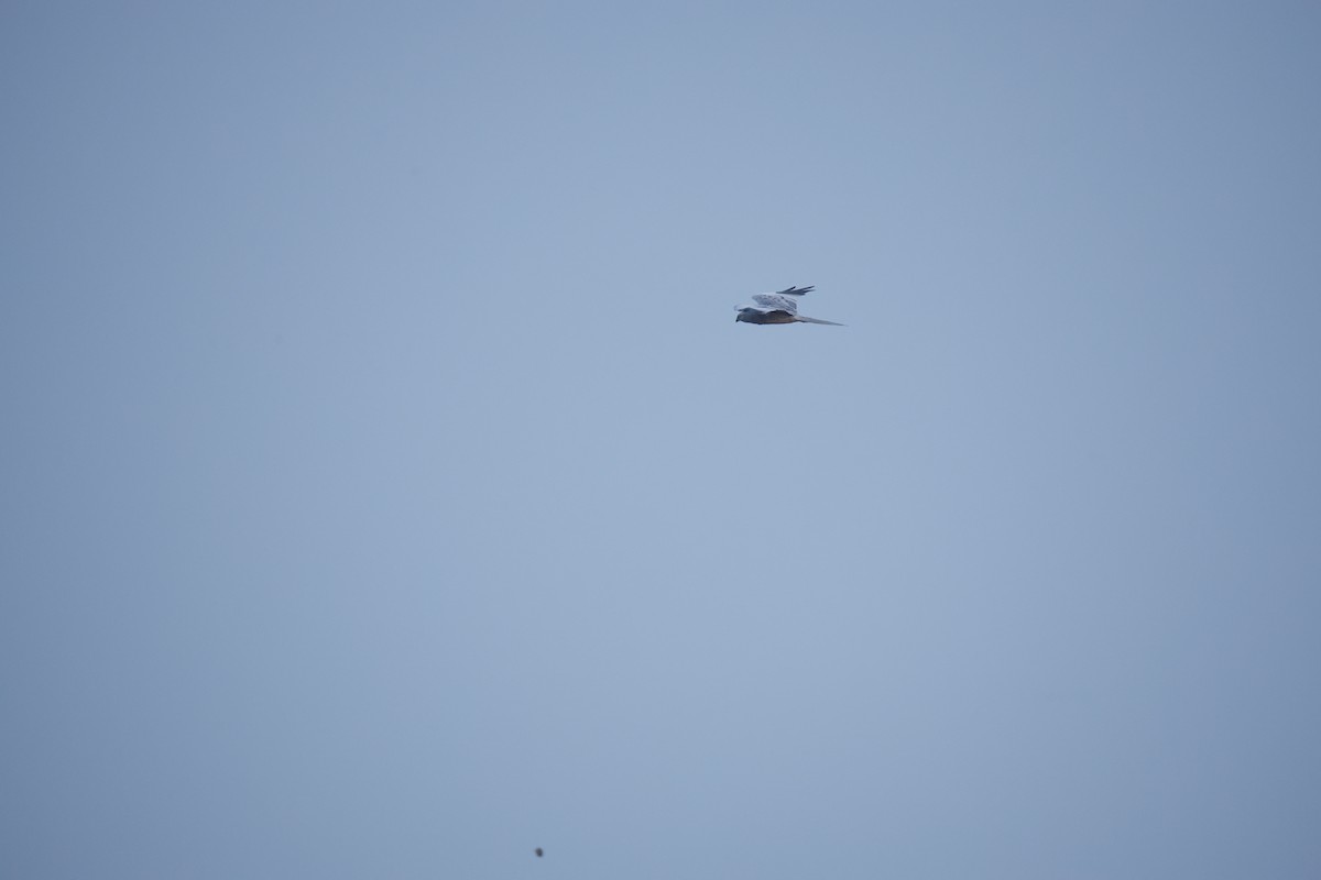 Montagu's Harrier - ML646300237