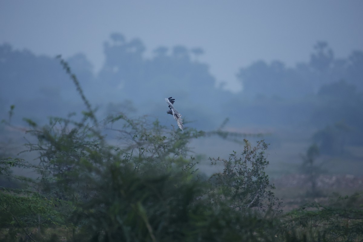 Montagu's Harrier - ML646300239