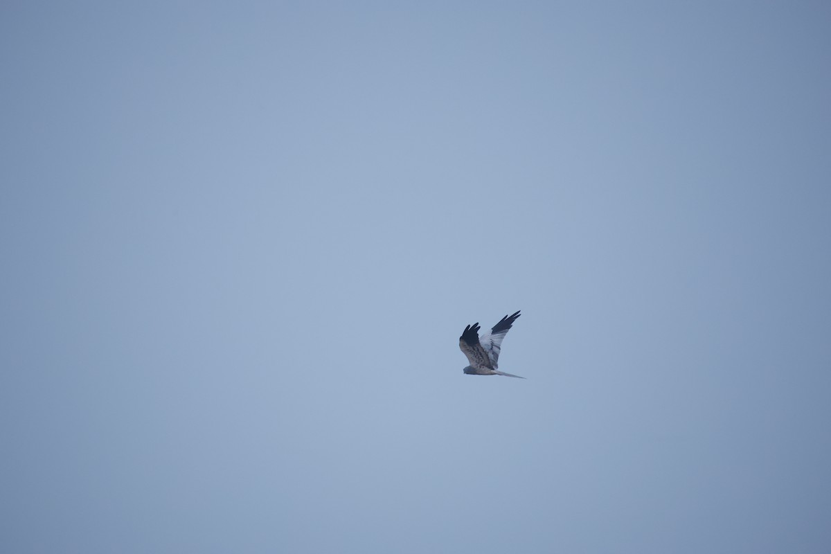Montagu's Harrier - ML646300240