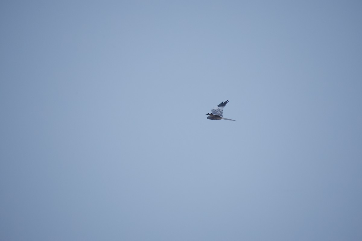 Montagu's Harrier - ML646300241