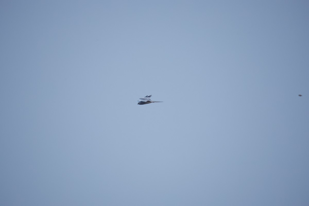 Montagu's Harrier - ML646300242