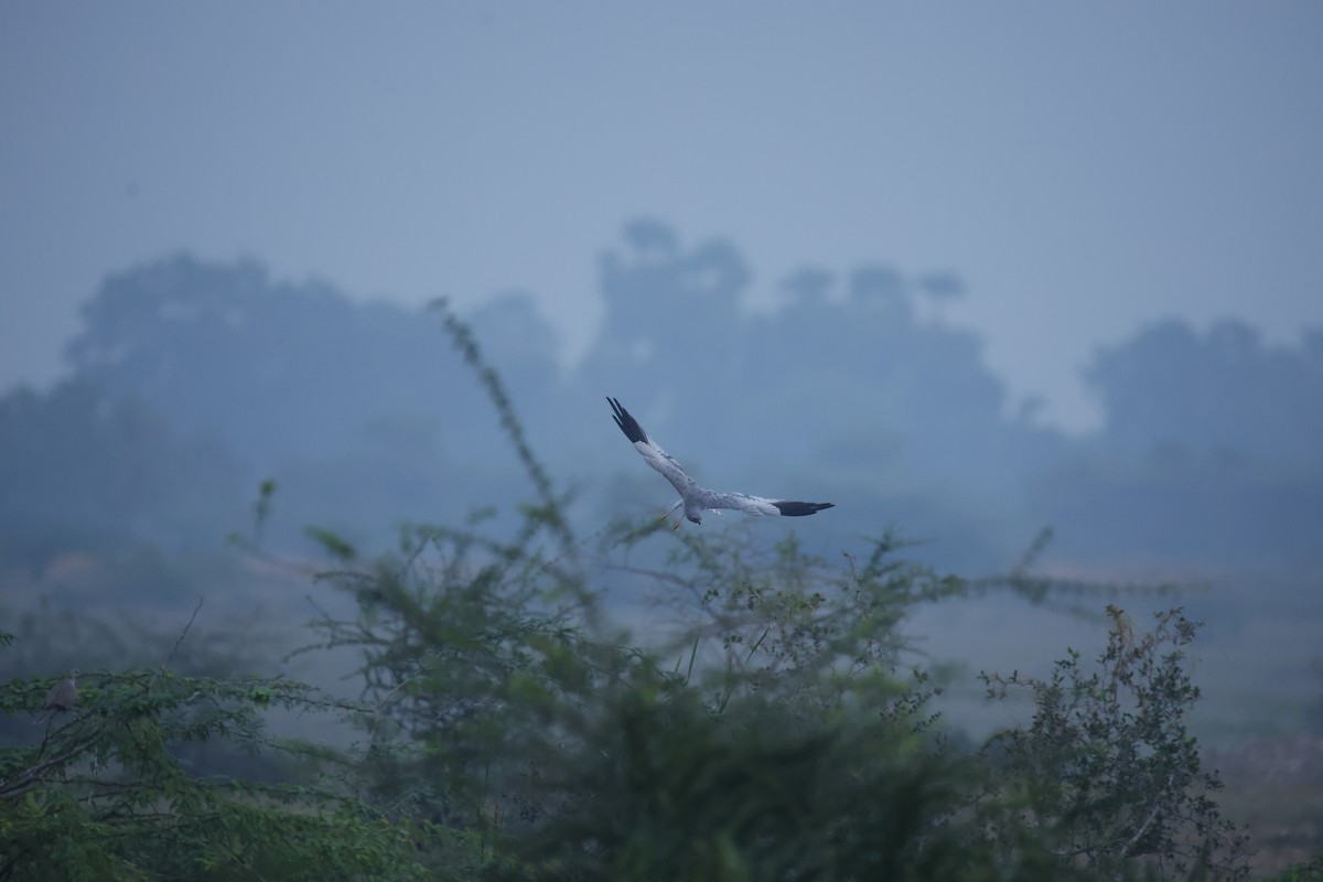 Montagu's Harrier - ML646300243