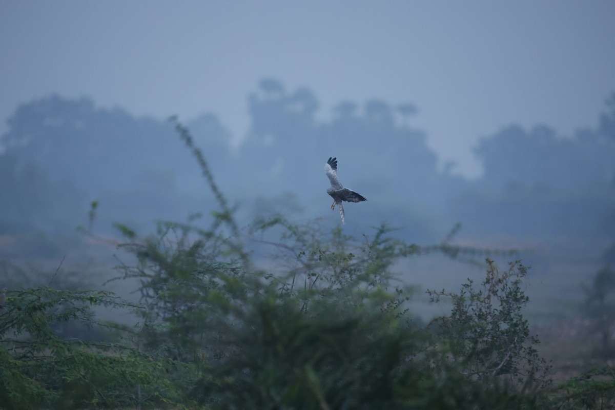 Montagu's Harrier - ML646300244