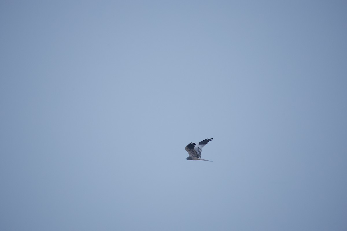 Montagu's Harrier - ML646300245