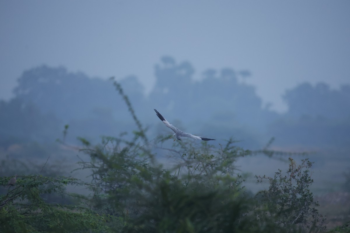 Montagu's Harrier - ML646300246