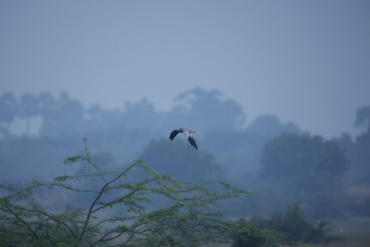 Montagu's Harrier - ML646300247