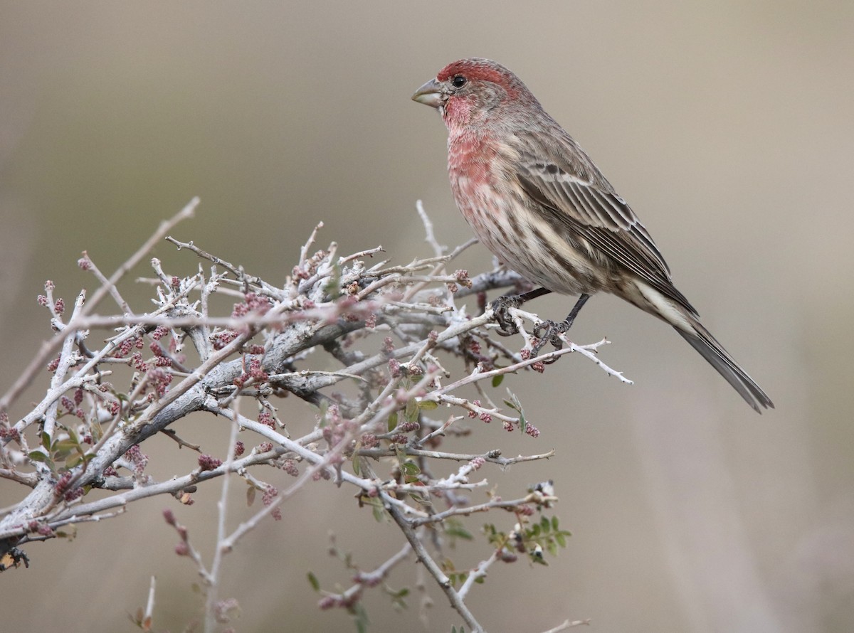 House Finch - ML646300248
