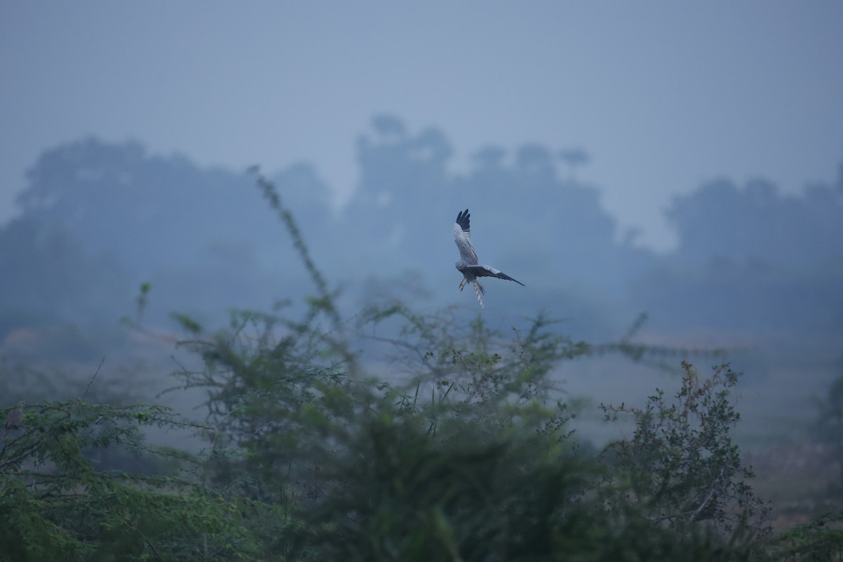 Montagu's Harrier - ML646300249