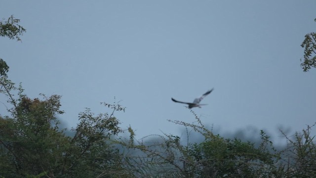 Montagu's Harrier - ML646300251