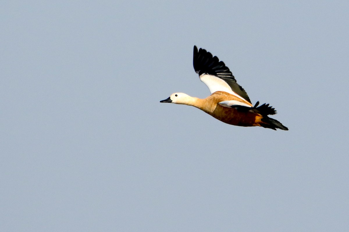 Ruddy Shelduck - ML646300252