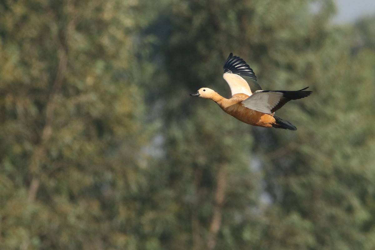 Ruddy Shelduck - ML646300253
