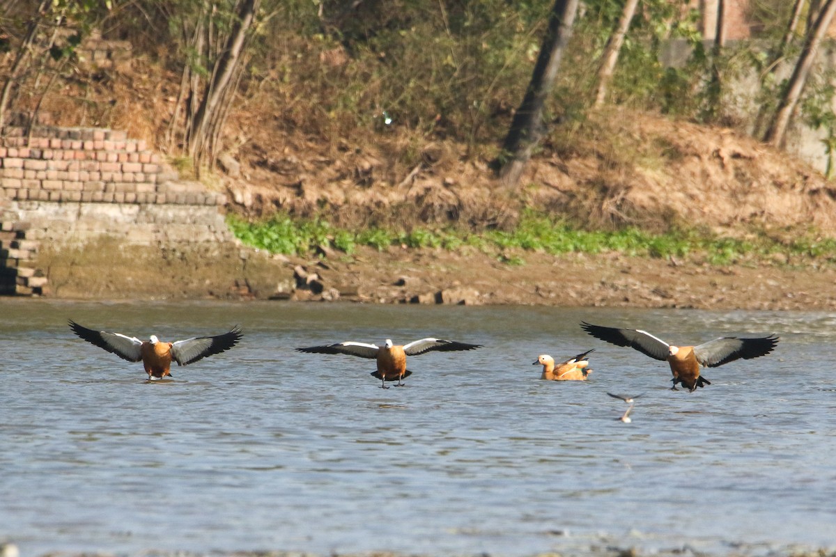 Ruddy Shelduck - ML646300254