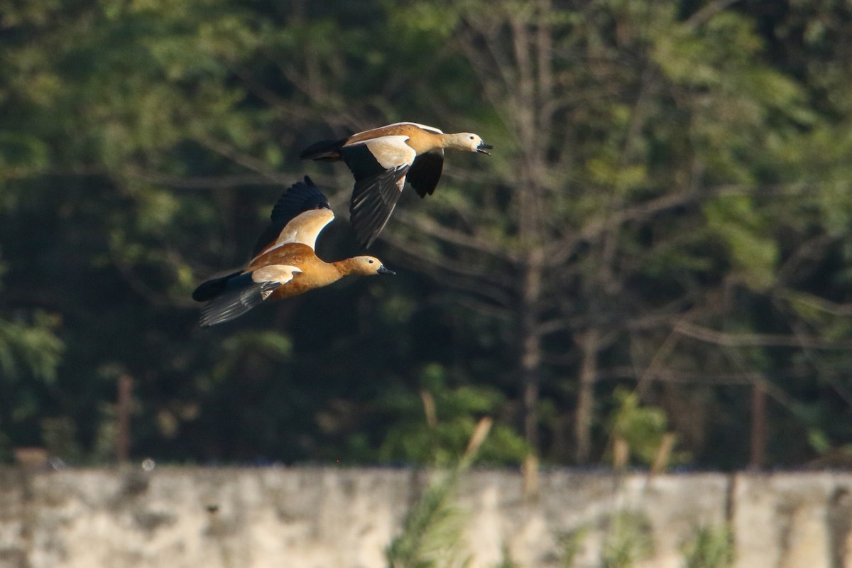 Ruddy Shelduck - ML646300256