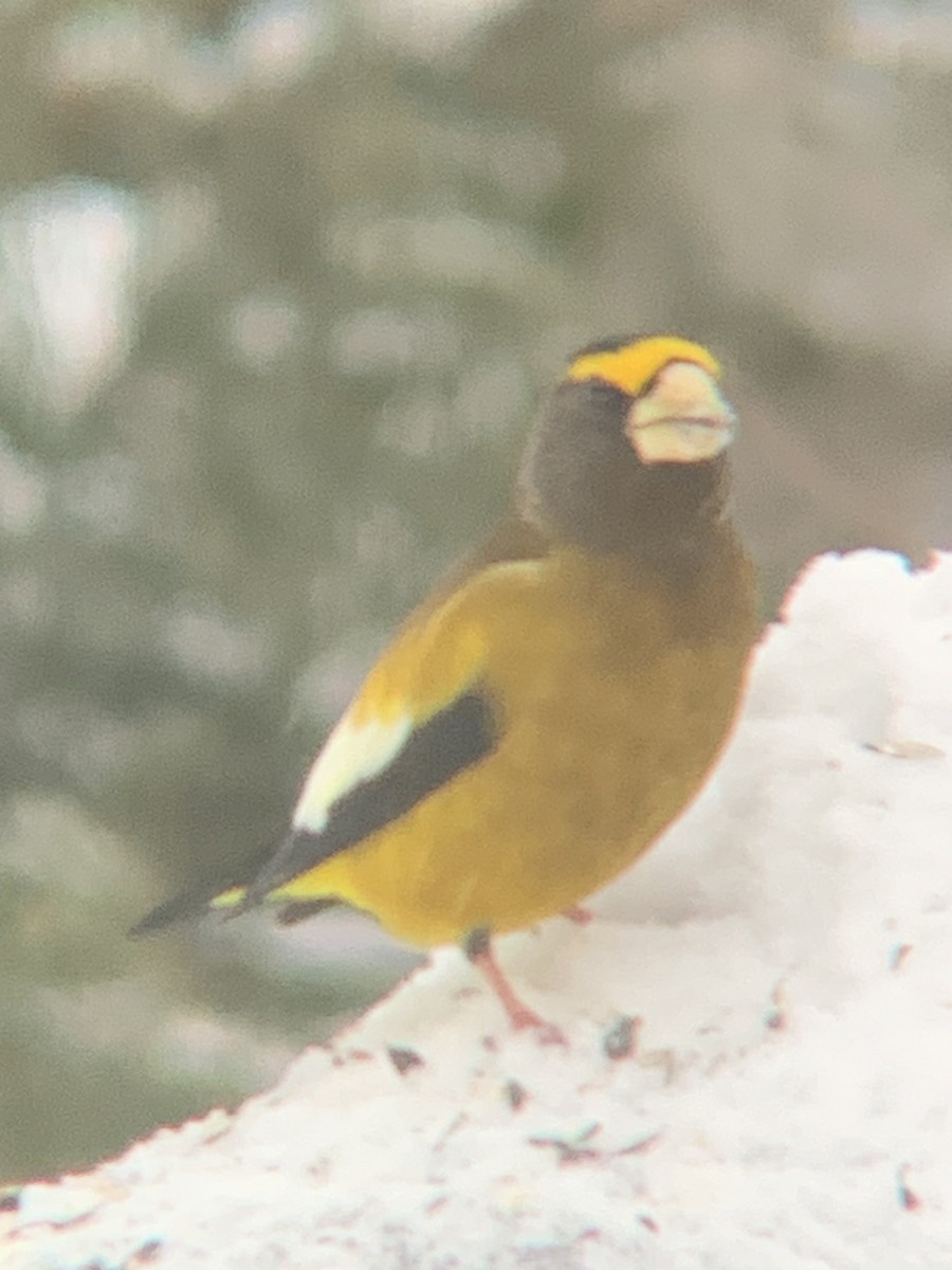 Evening Grosbeak - ML646300257