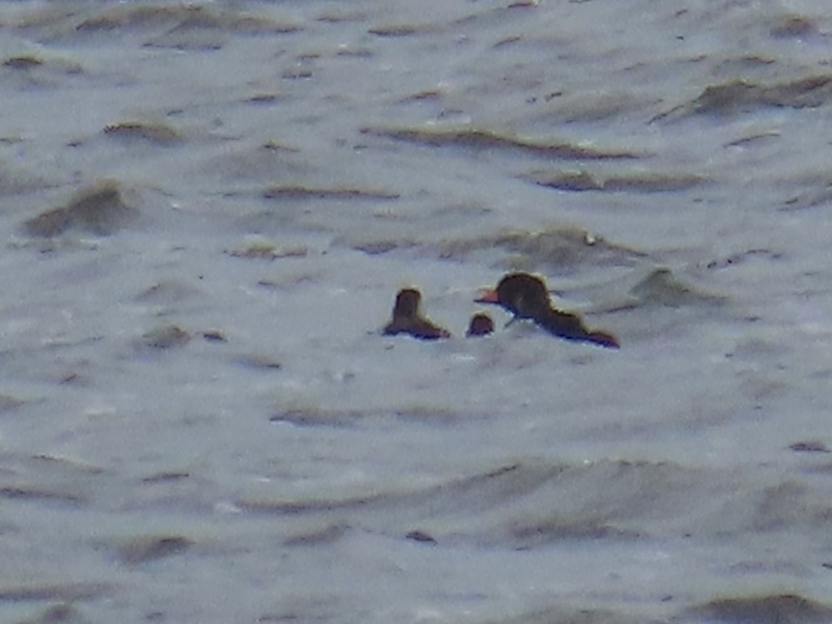 Amerika Kara Ördeği - ML646300258