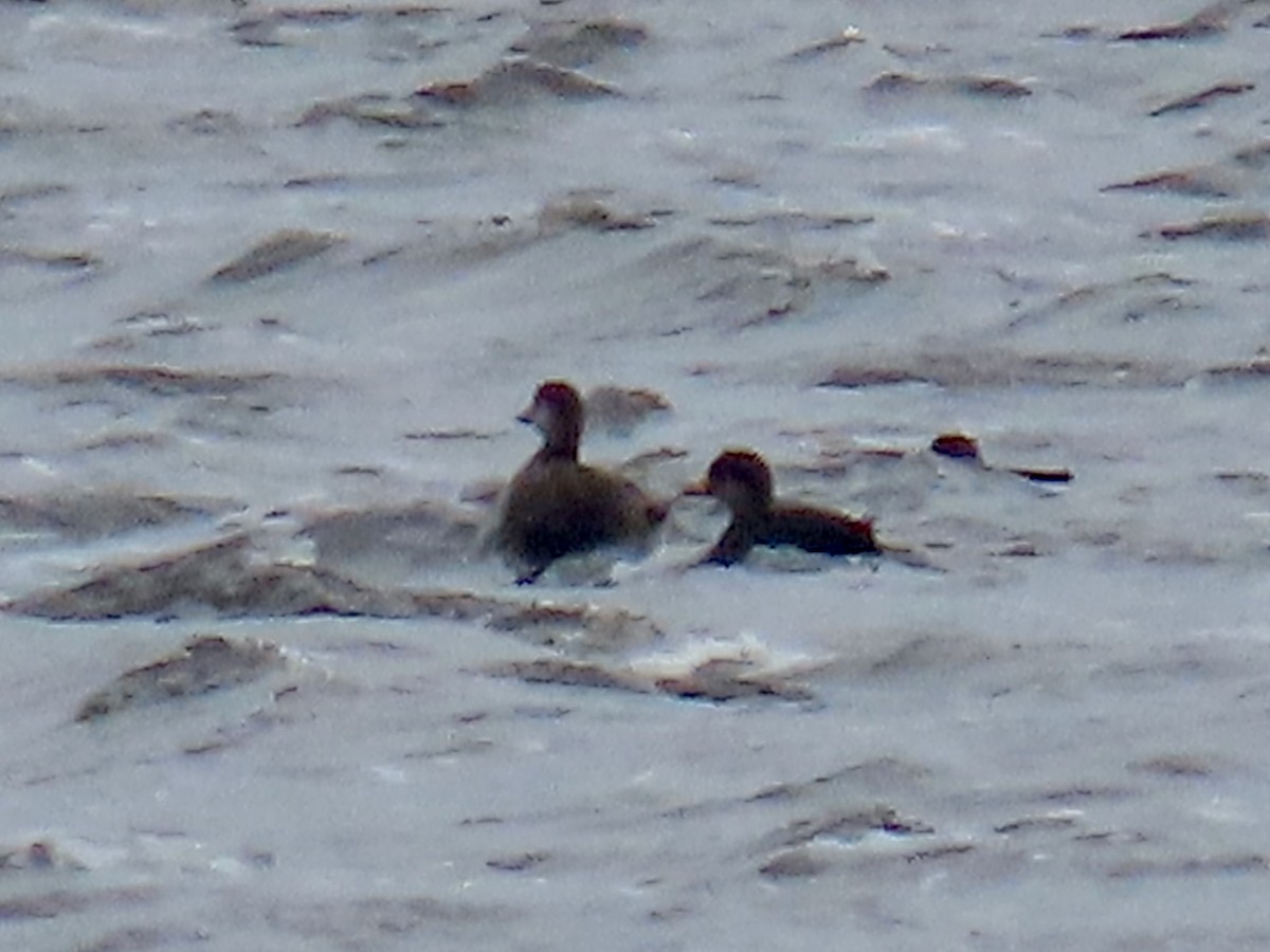 Amerika Kara Ördeği - ML646300259