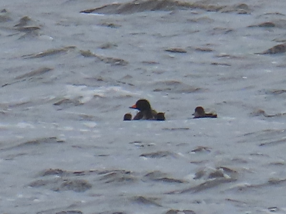 Amerika Kara Ördeği - ML646300260