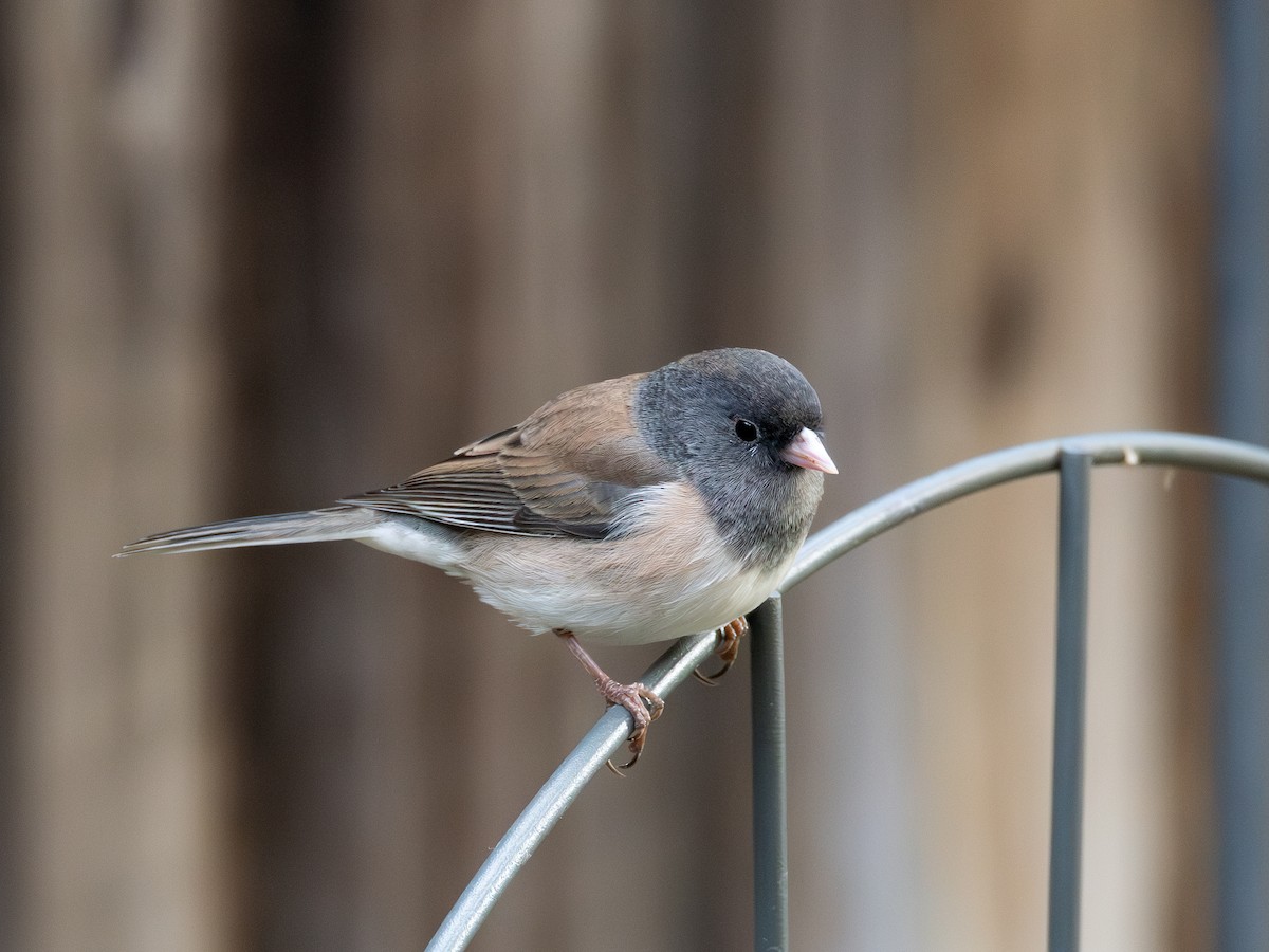 strnadec zimní - ML646300261