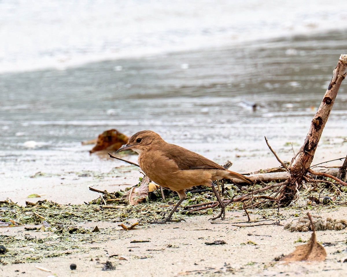 Rufous Hornero - ML646300264