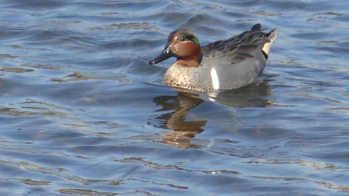 Green-winged Teal - ML646300268