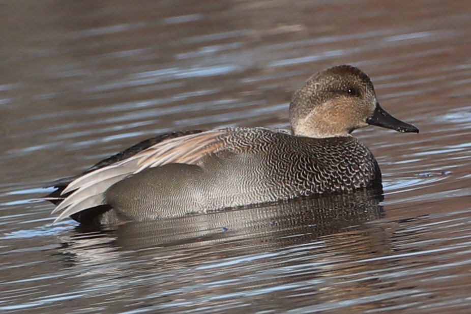 Ipar-ahatea - ML646300269