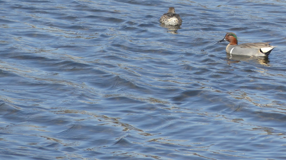 Green-winged Teal - ML646300270
