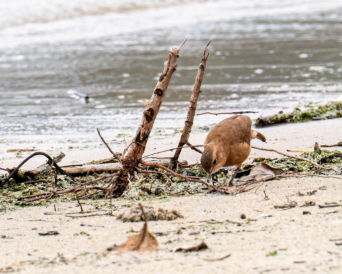 Rufous Hornero - ML646300272