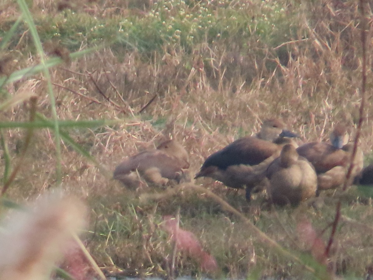 Lesser Whistling-Duck - ML646300277