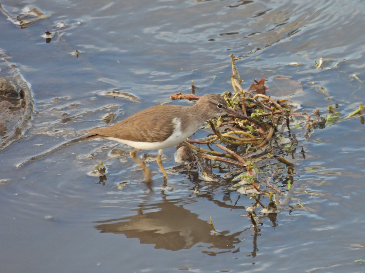 Spotted Sandpiper - ML646300278