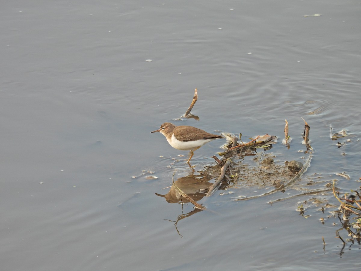 Spotted Sandpiper - ML646300279