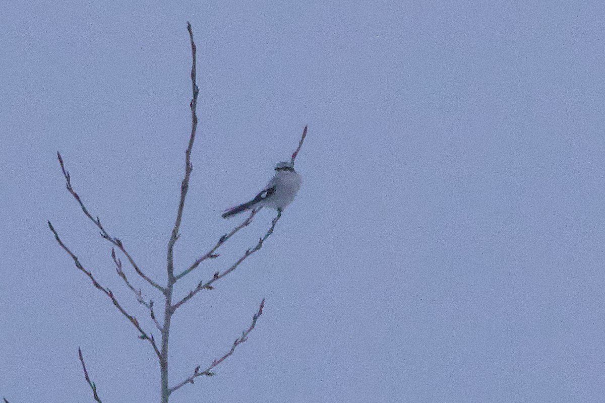 Northern Shrike - ML646300281