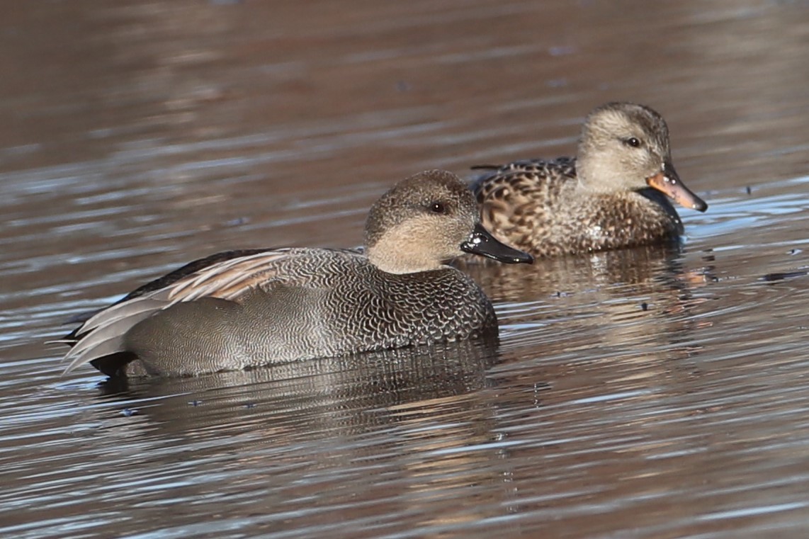 Gadwall - ML646300282