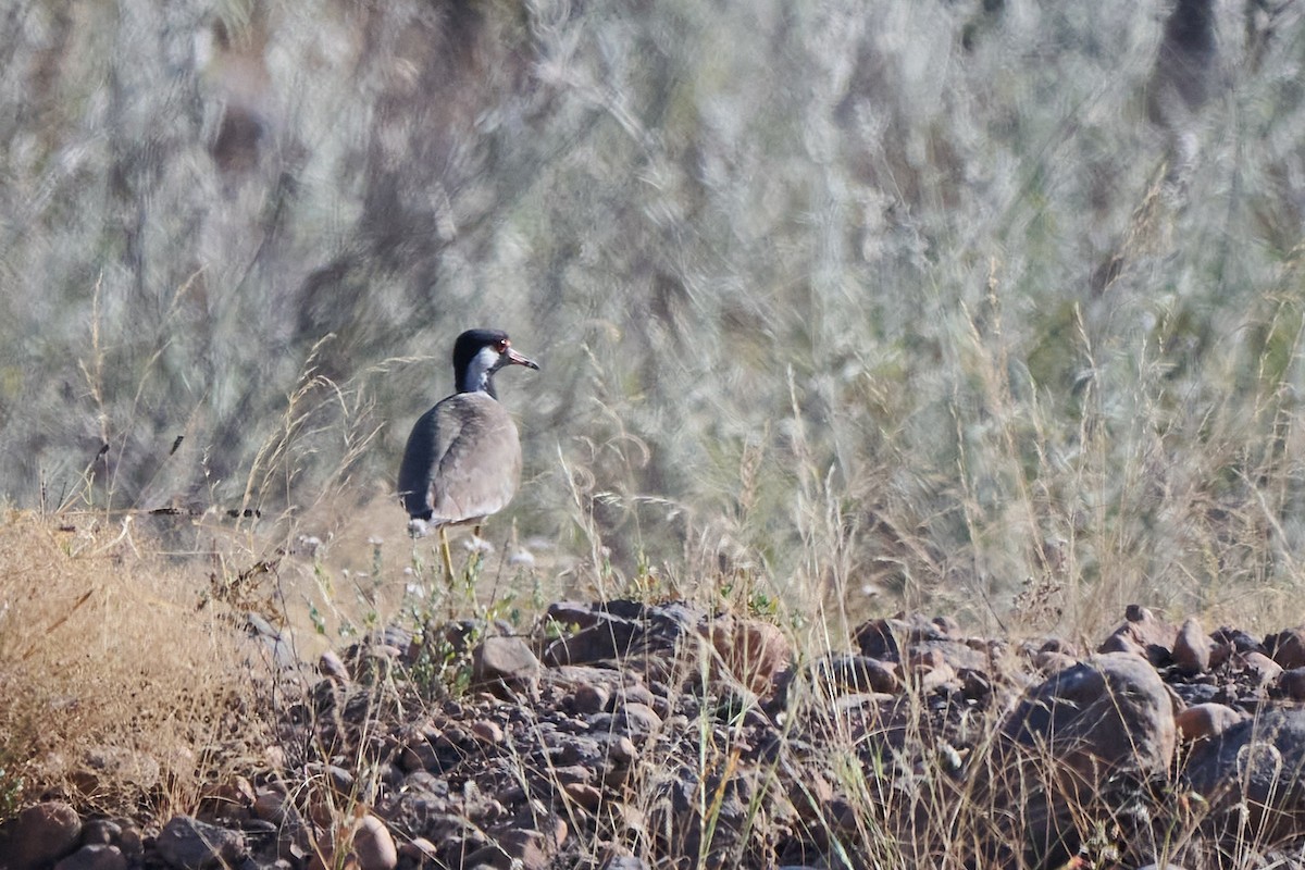 Red-wattled Lapwing - ML646300283