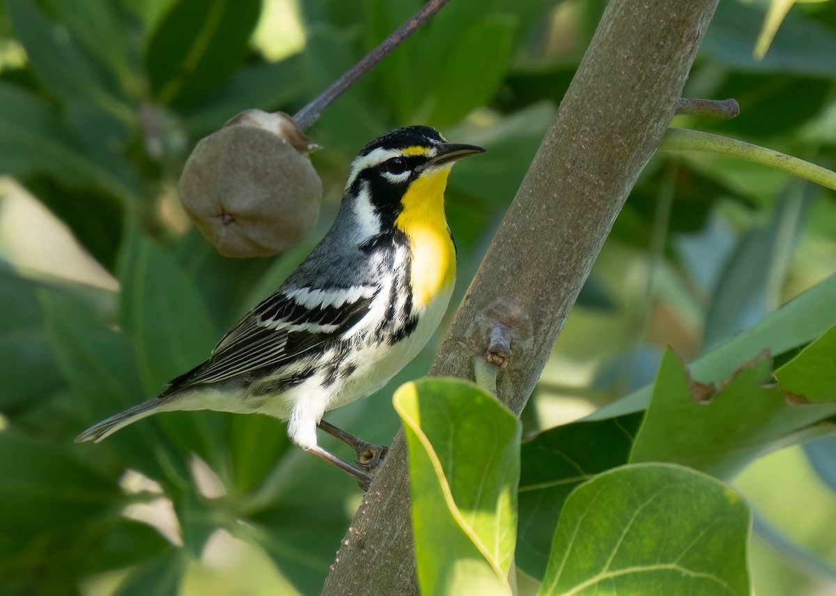 Yellow-throated Warbler - ML646300284