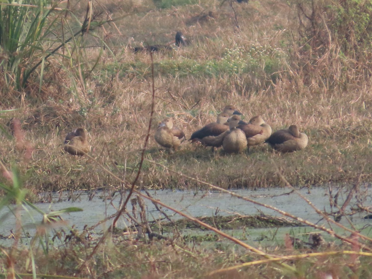 Lesser Whistling-Duck - ML646300285