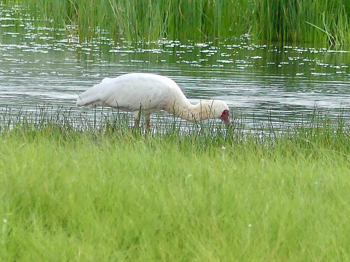 African Spoonbill - ML646300286