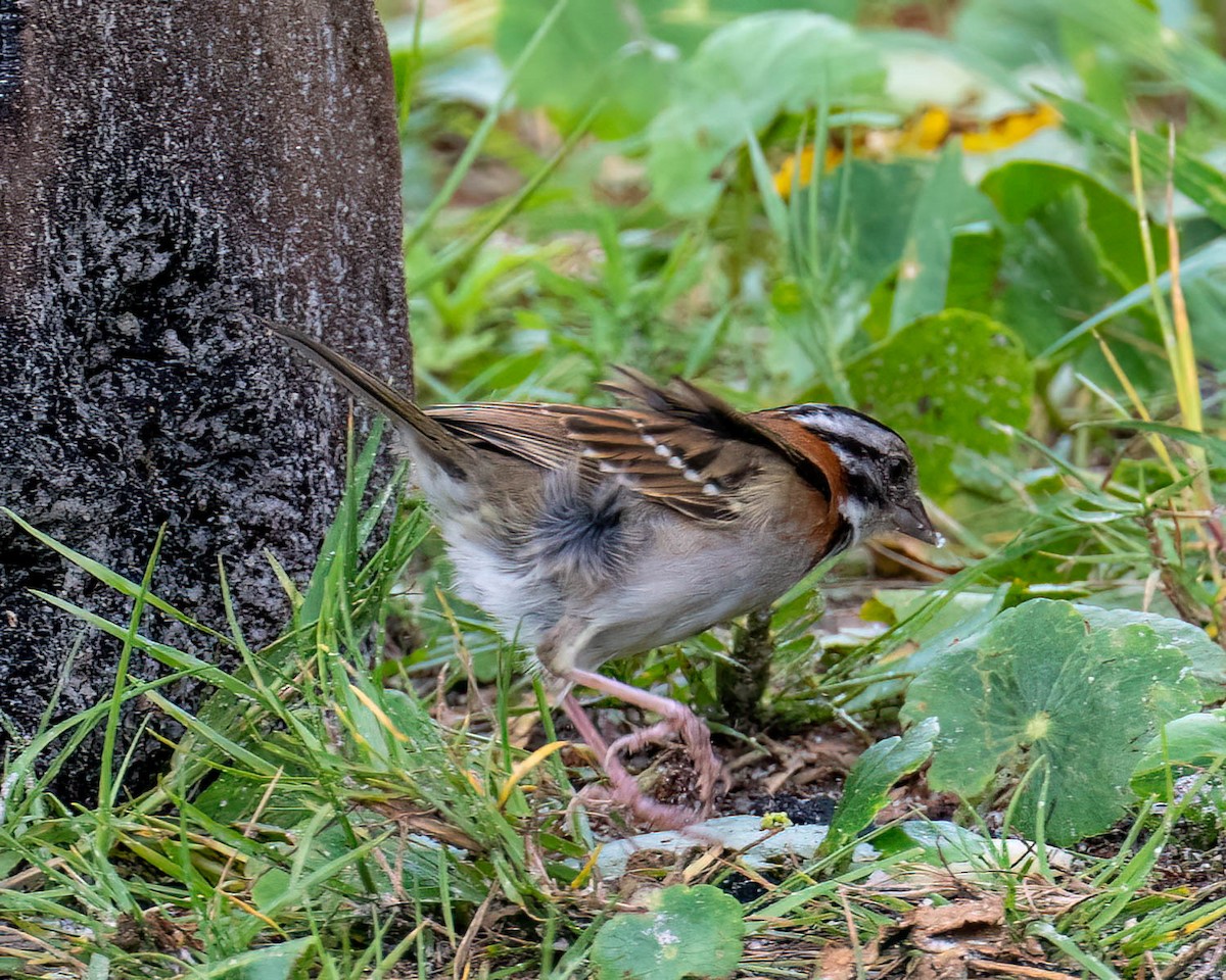 Rufous-collared Sparrow - ML646300289