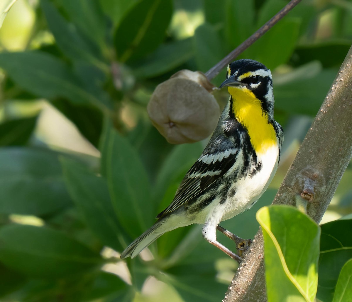 Yellow-throated Warbler - ML646300290