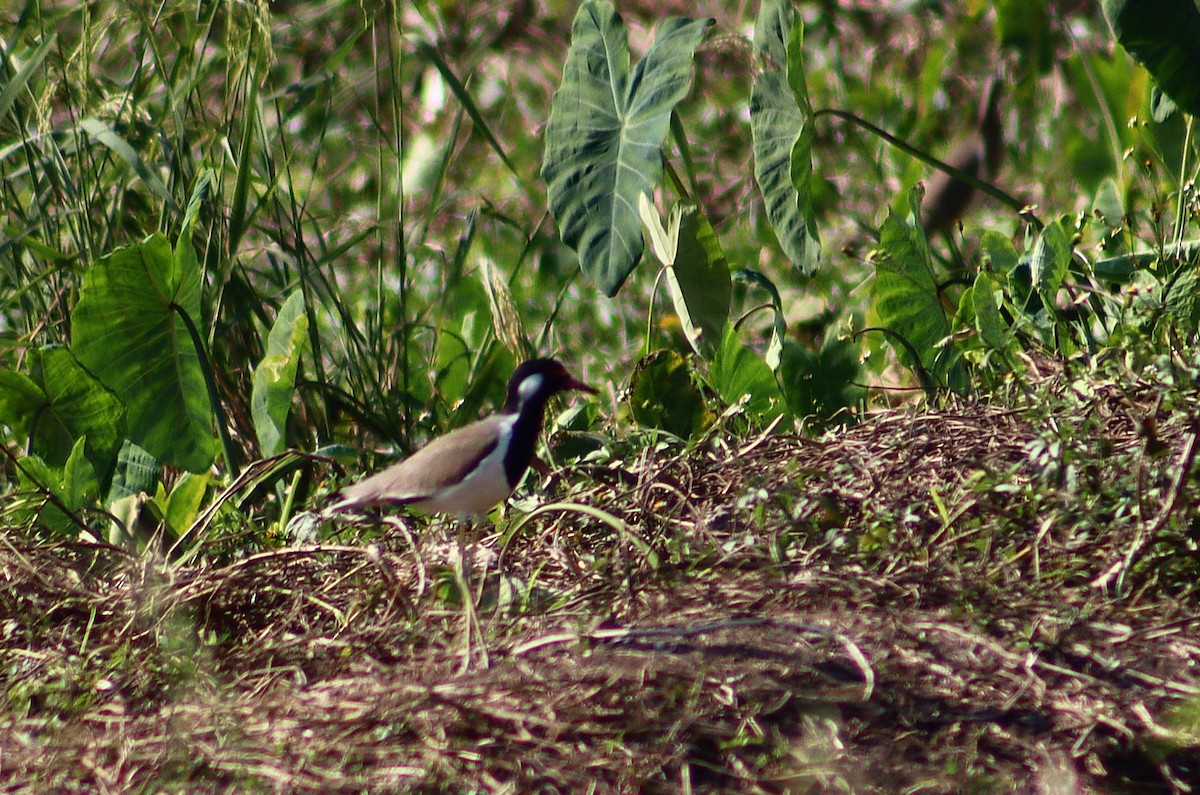 Red-wattled Lapwing - ML646300296