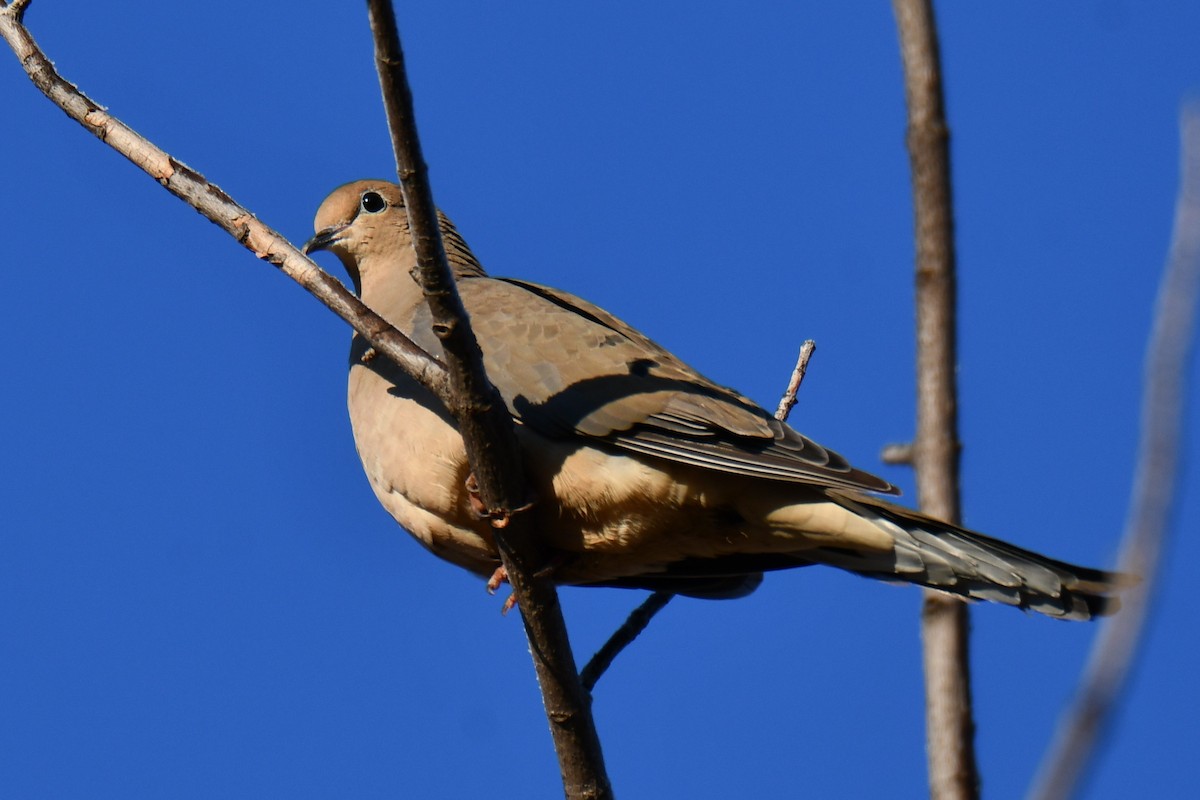 Mourning Dove - ML646300299