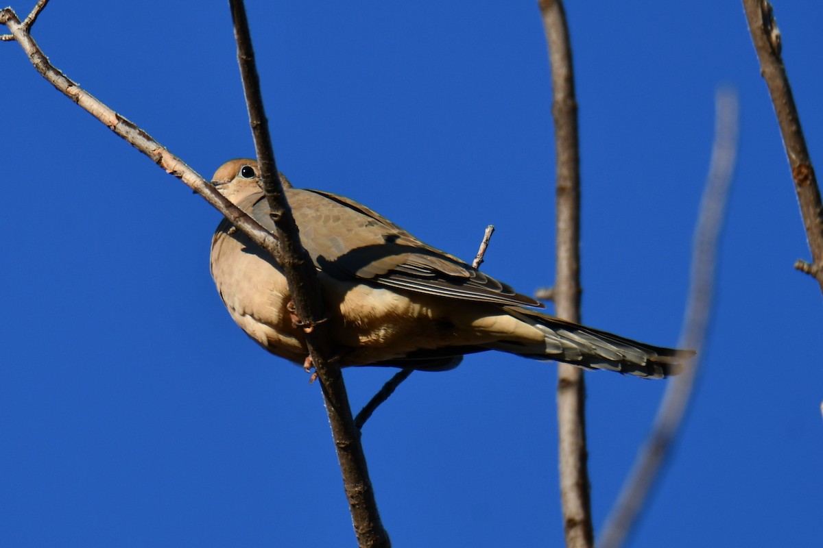 Mourning Dove - ML646300300