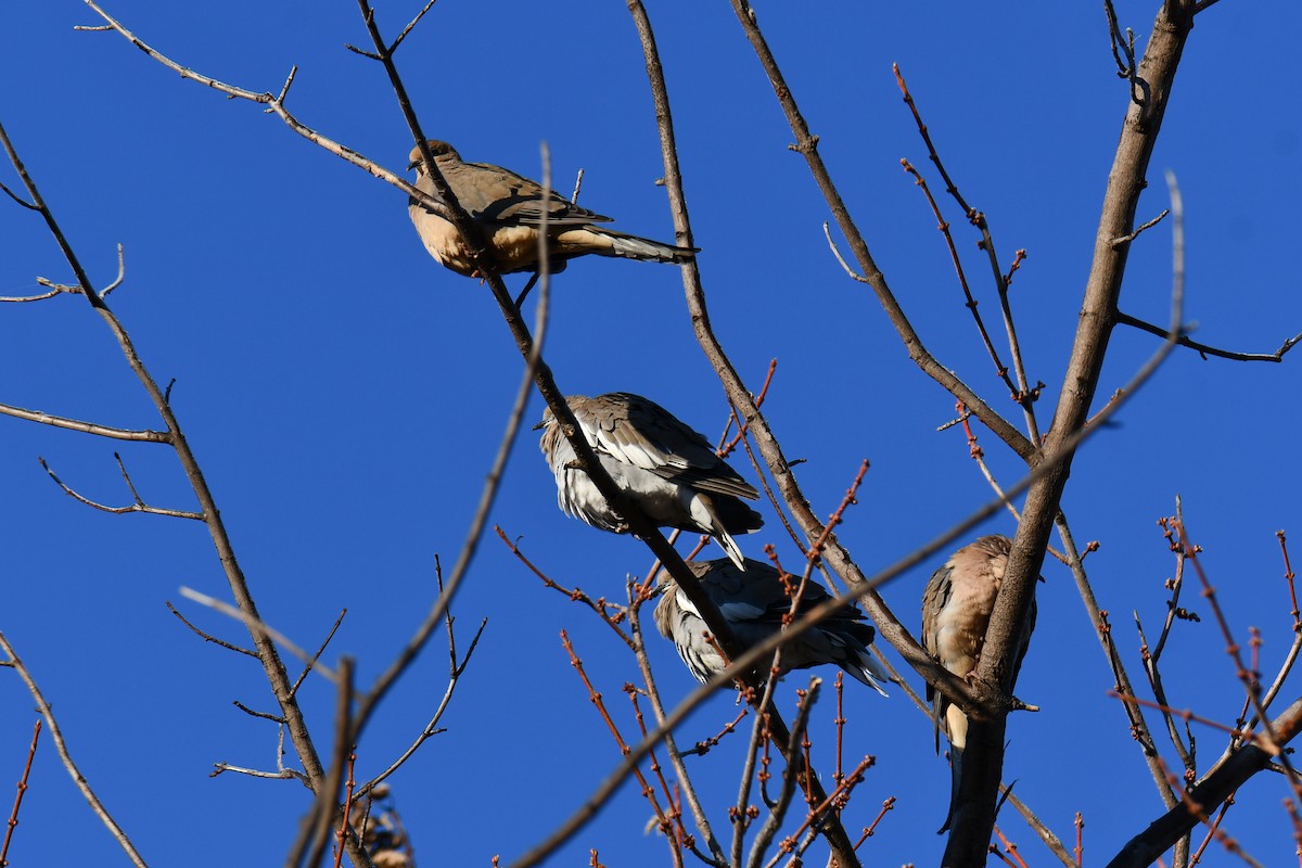 Mourning Dove - ML646300301