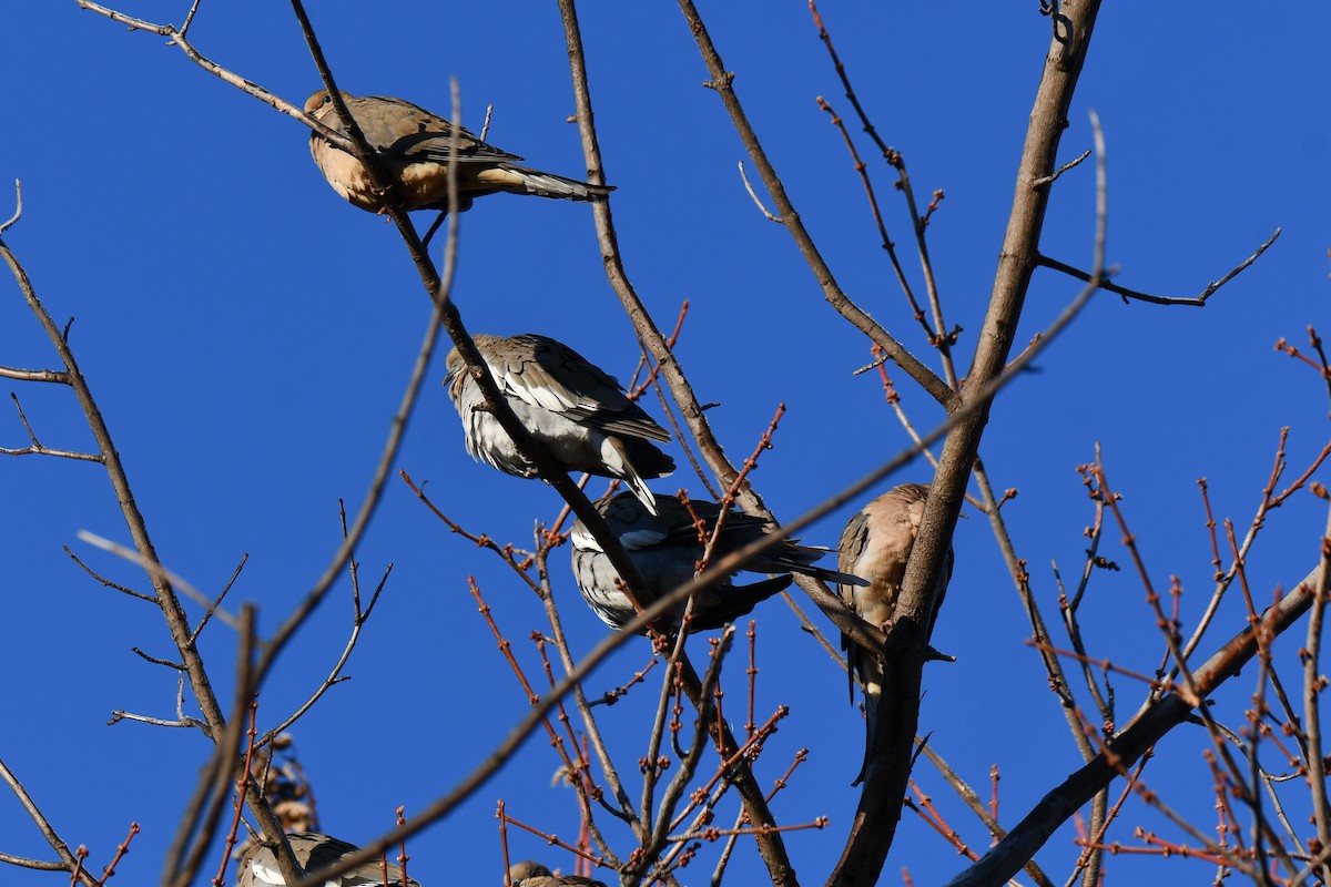 Mourning Dove - ML646300302