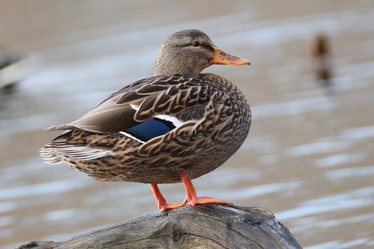 Mallard - ML646300304