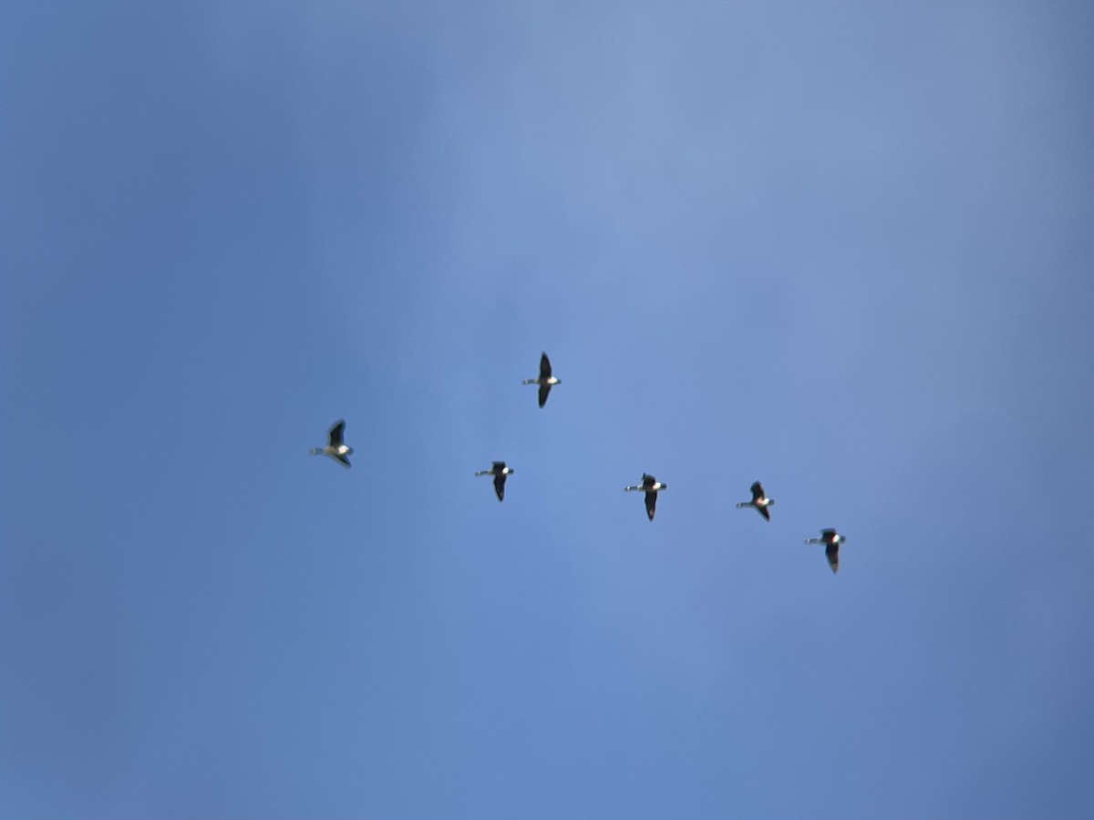 Canada Goose - ML646300307