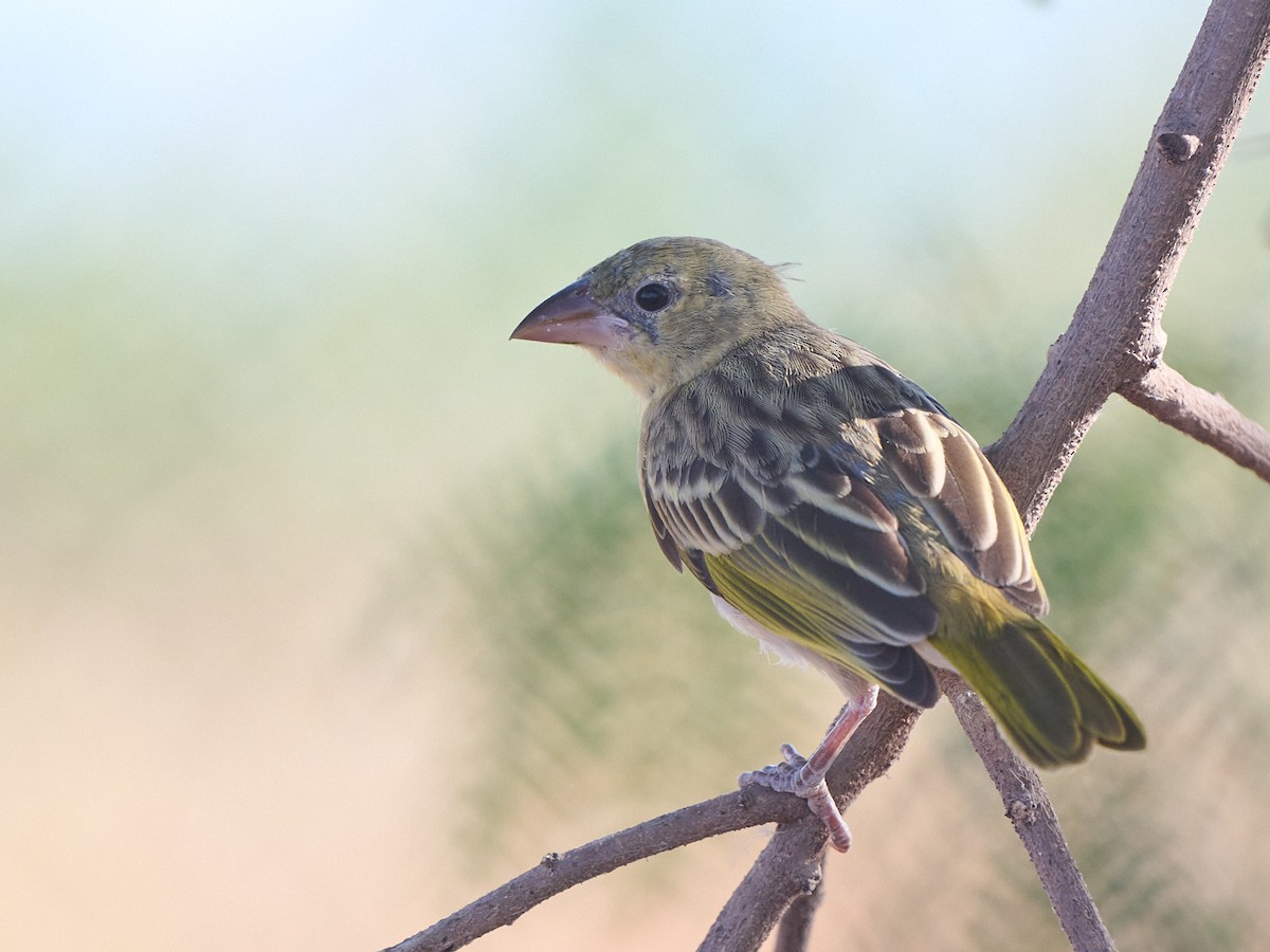 Rüppell's Weaver - ML646300326