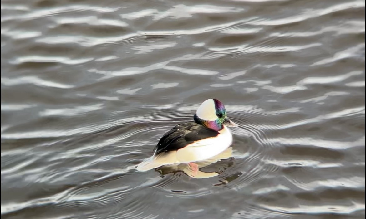 Bufflehead - ML646300328