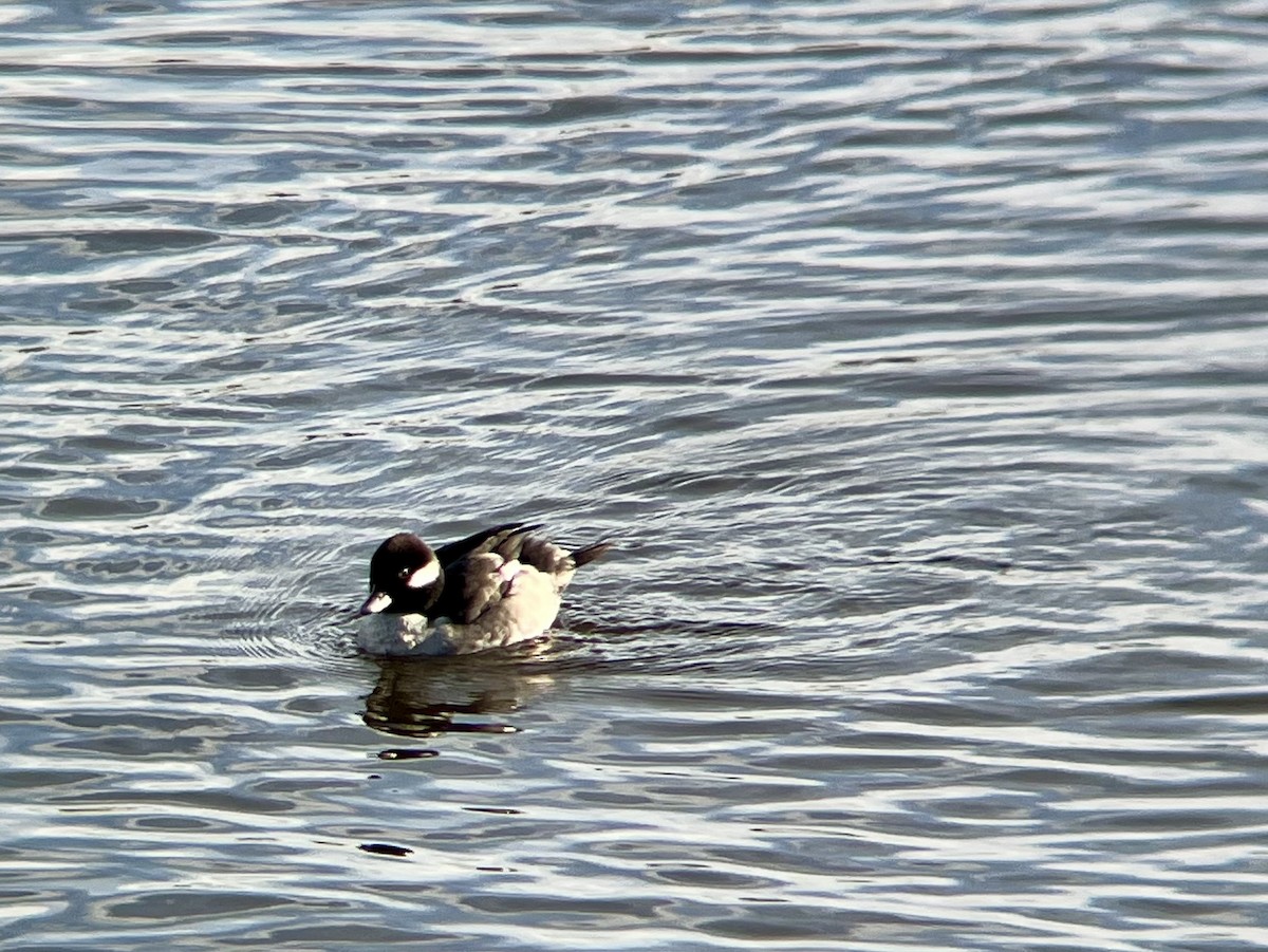 Bufflehead - ML646300329